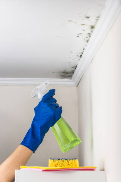 Best Bathroom Mold Remediation in Swartz Creek, MI